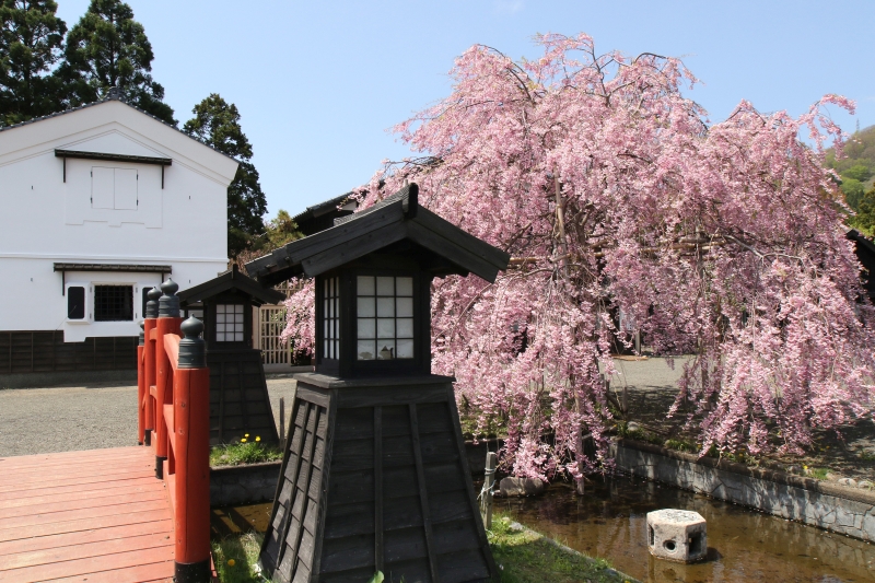 苫小牧発 添乗員同行 桜の松前城観桜と江戸時代の街並み松前藩屋敷見学日帰りバスツアー 北海道の旅行はコープトラベル 海外旅行 国内旅行