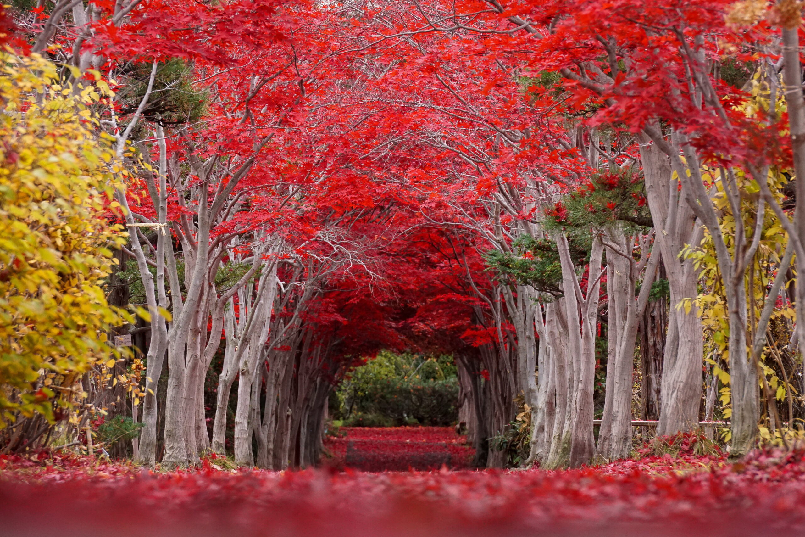 平岡樹芸センター