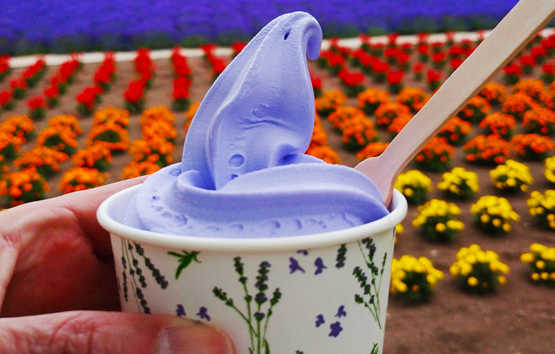 どうみん割７月 ８月 全日程催行決定 ベストシーズンの富良野ラベンダーファーム富田絶景の美瑛 青い池 富良野ご当地グルメオムカレーランチ 北海道の旅行はコープトラベル 海外旅行 国内旅行