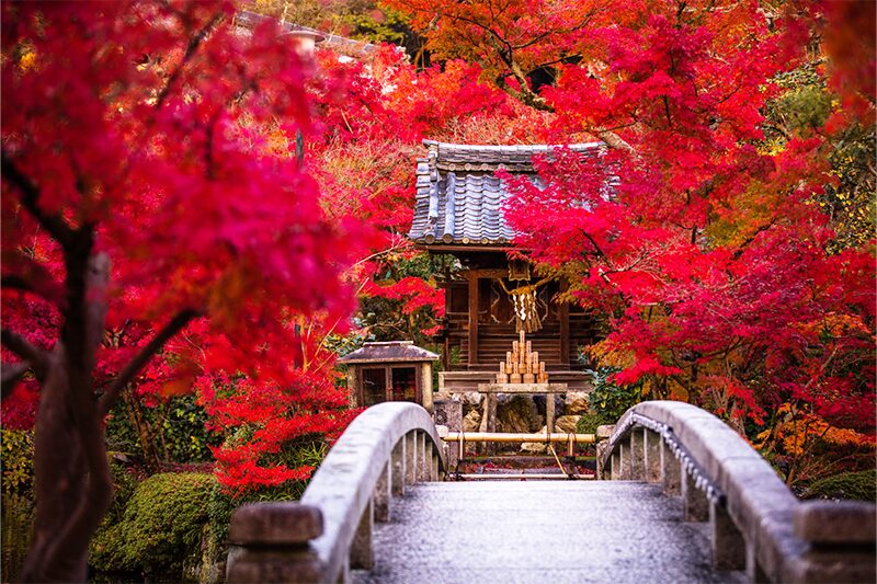 錦秋の京都🍁厳選絶景の紅葉めぐり〜東福寺・永観堂・南禅寺・伏見稲荷神社・嵐山散策～【３日間】