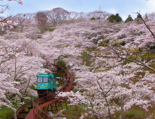 【苫小牧西港発着】太平洋フェリーで行く✨️南東北桜名所ぐるり周遊【４日間】
