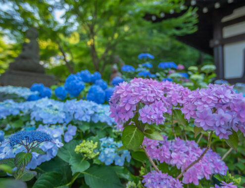 【新千歳空港発着】箱根・小田原・鎌倉・潮来で夏の花観賞✿オリエンタル急行で優雅にティータイム【３日間】