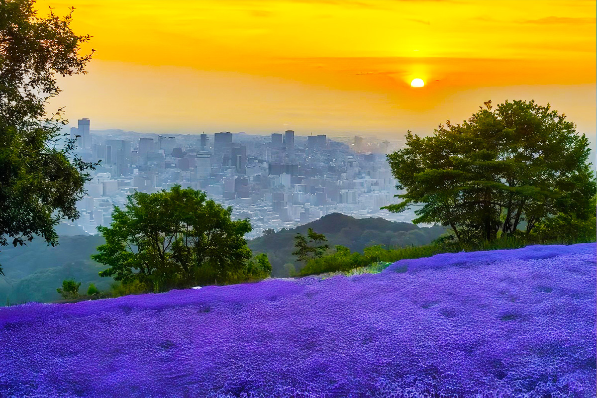 【札幌発着】幌見峠で幻想的な夕暮れラベンダーと夜景鑑賞＆旭山記念公園＆大倉山ジャンプ場【４時間プラン】