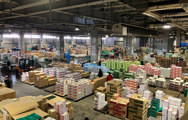 【苫小牧発着】活気溢れる中央卸売市場のセリを見学✦優雅なホテル朝食と秋色に染まる真っ赤なコキア鑑賞【日帰り】