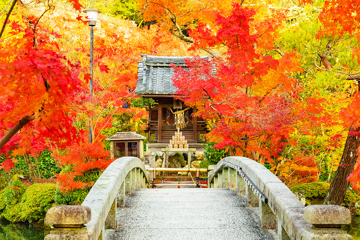 【旭川発着】錦秋の京都🍁厳選絶景の紅葉めぐり〜東福寺・永観堂・南禅寺・伏見稲荷神社・嵐山散策～【３日間】